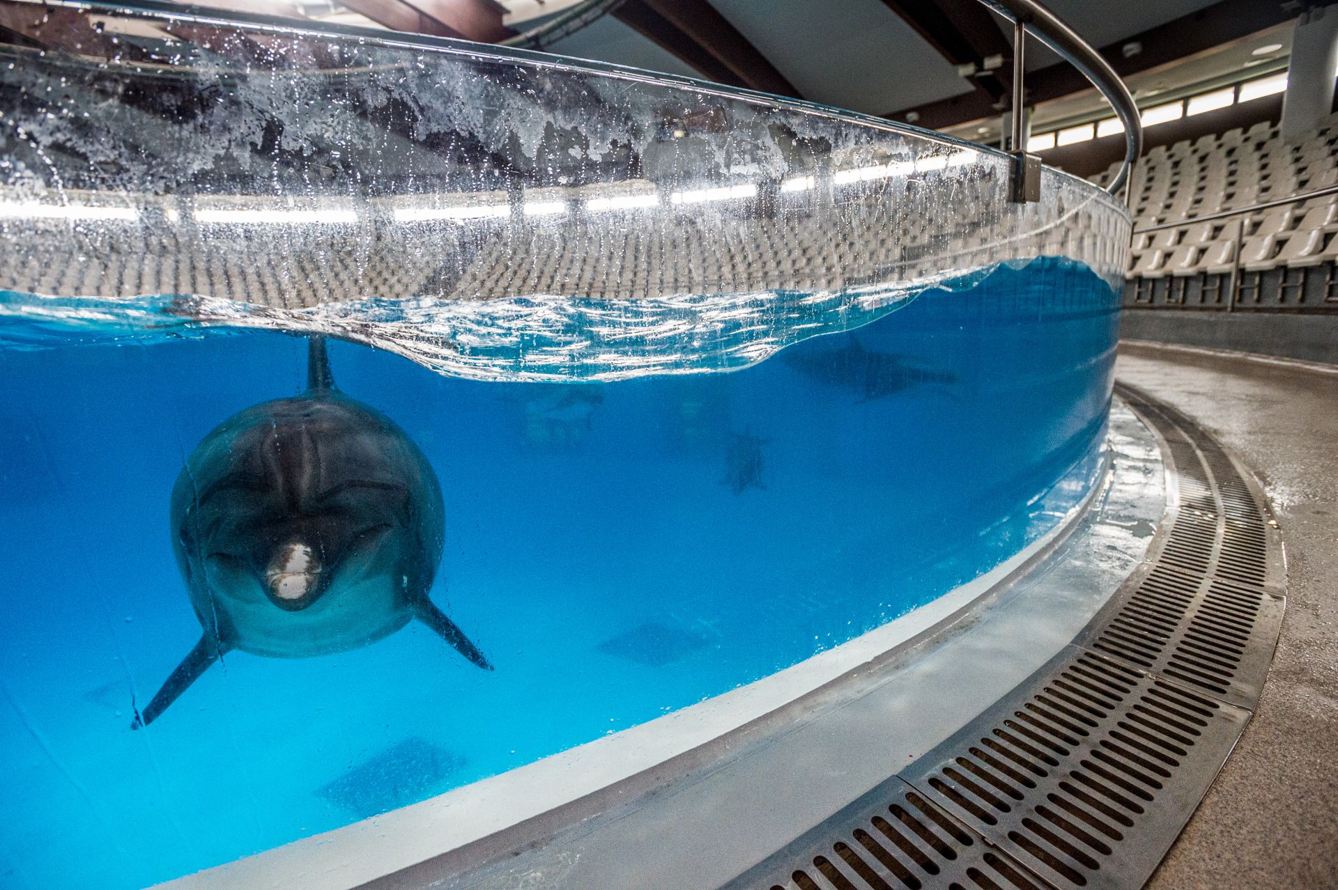 Dolphin