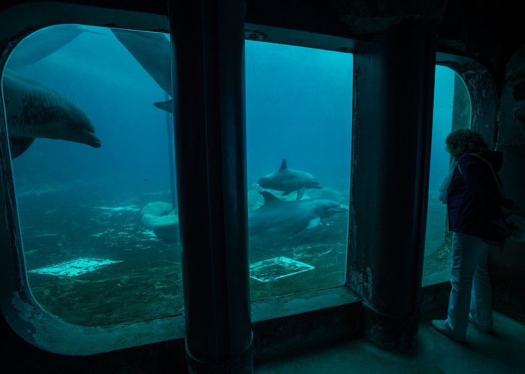 Dolphins in a seaside sanctuary