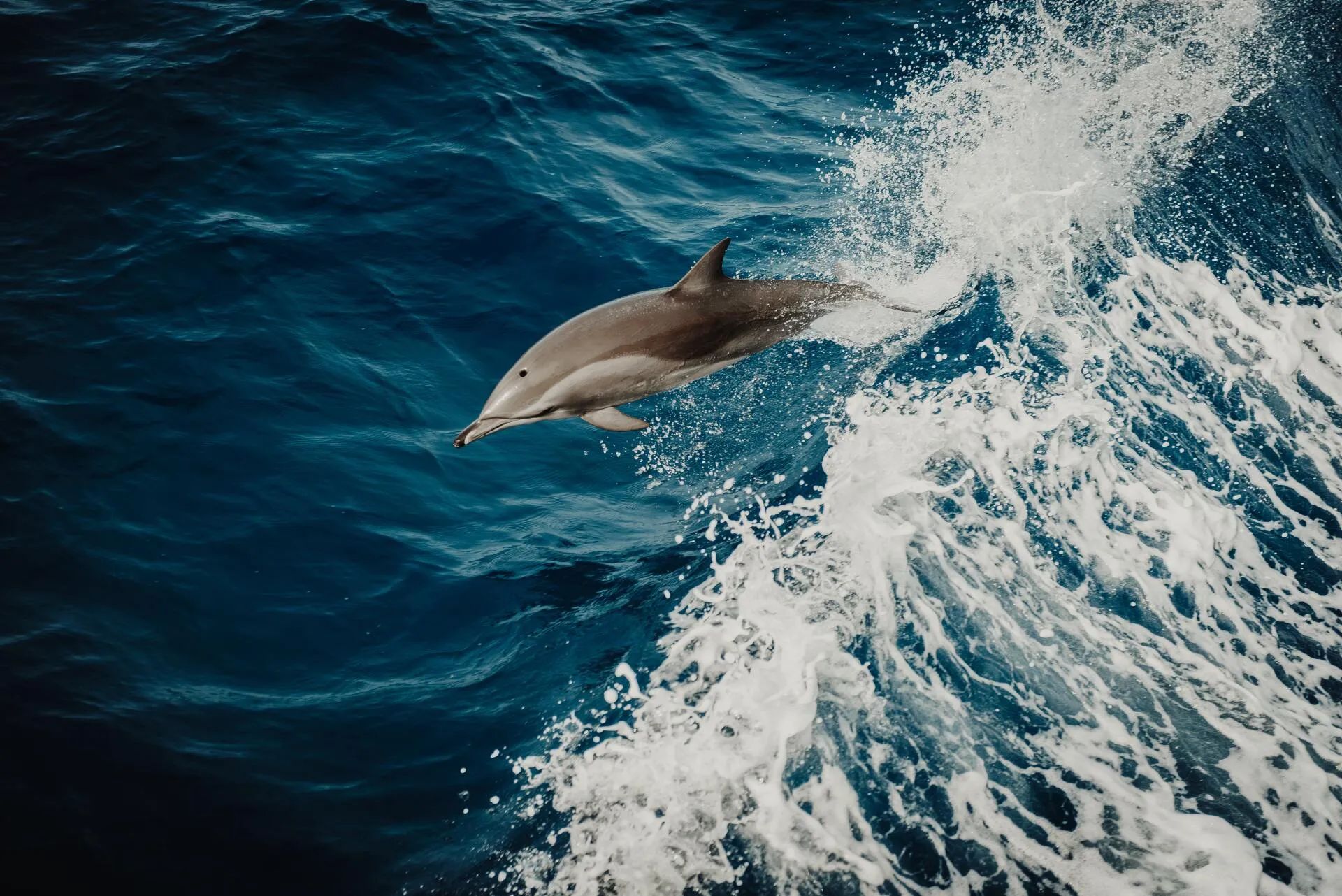 Dolphin