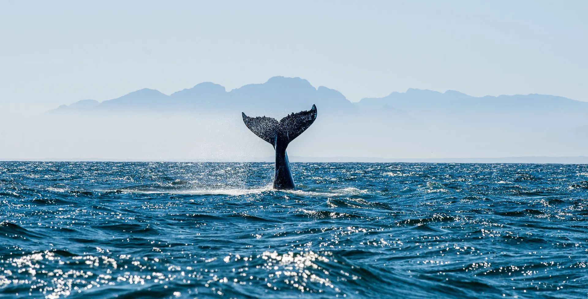 Whale in Iceland