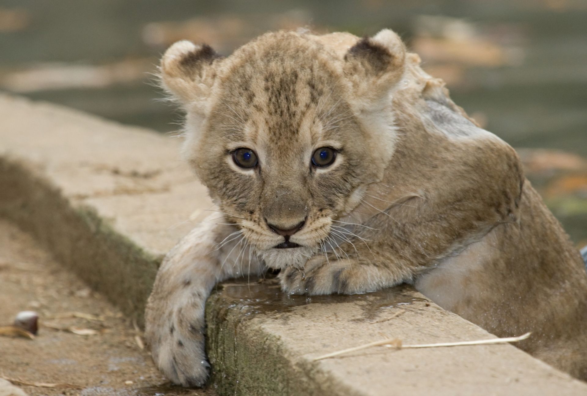 Lion cub