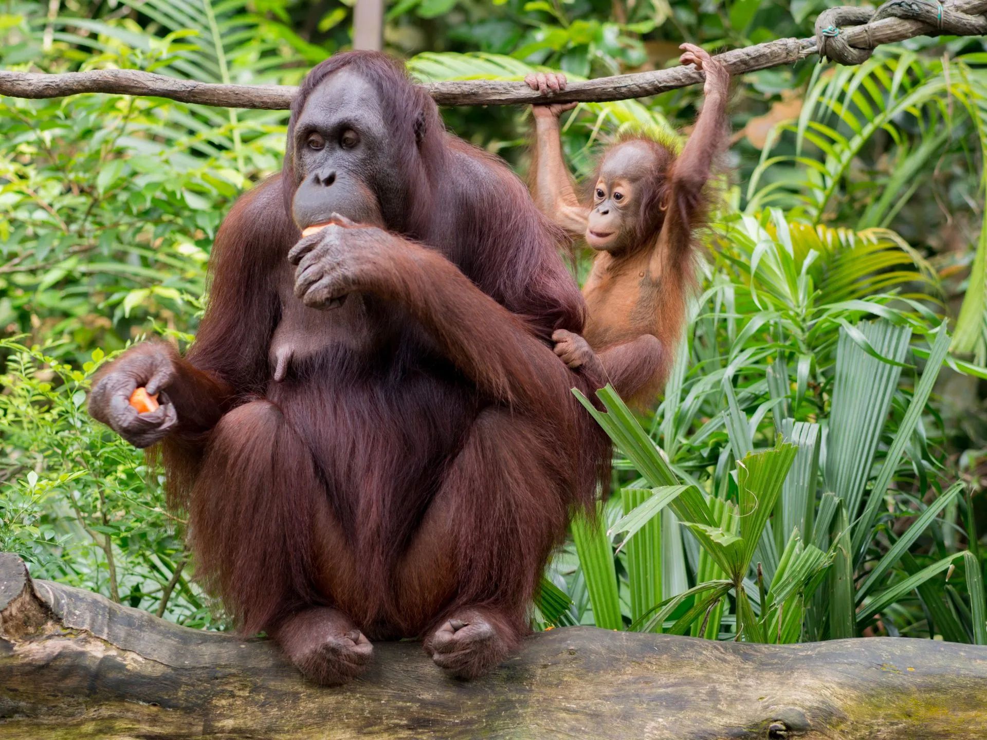 Orangutan
