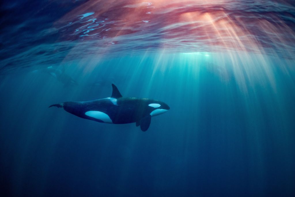 Orca underwater