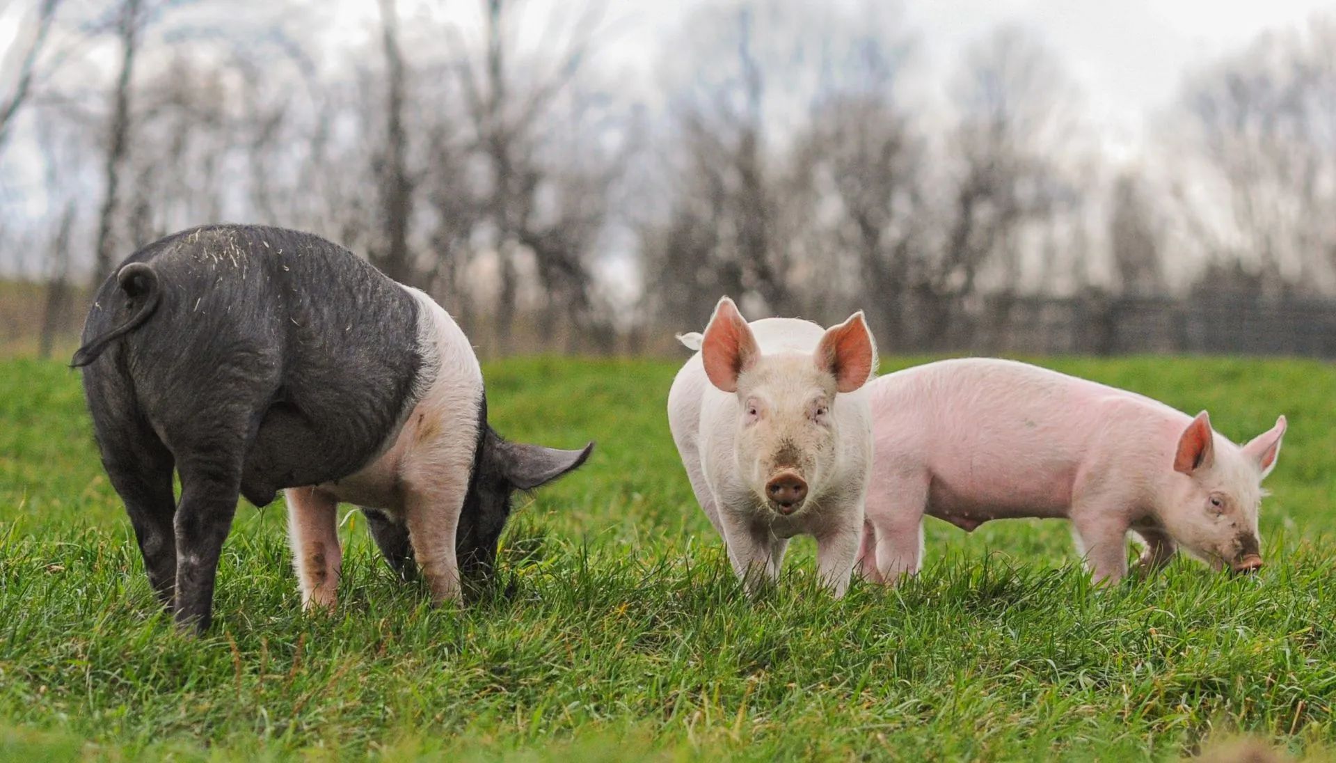 Three pigs